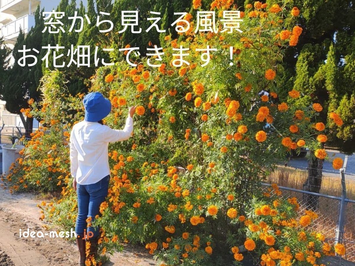 窓から見える風景をお花畑にできます！ ※写真は、専用支柱をマリーゴールドで使用している前に女性が一人立っている状態