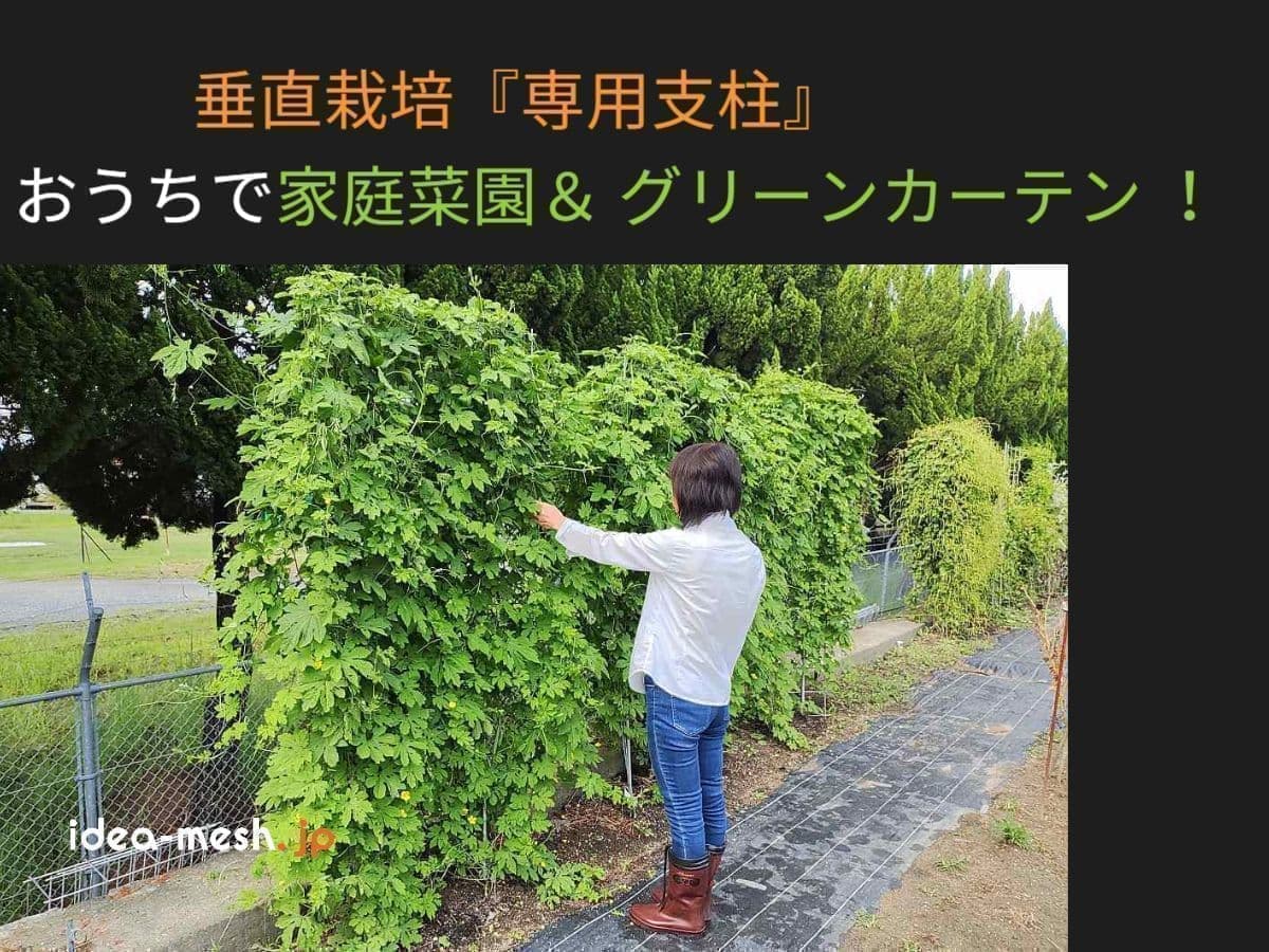 垂直栽培『専用支柱』／おうちで家庭菜園＆グリーンカーテン！ ※写真はバラ用支柱をゴーヤで使用している前に女性が立っている状態
