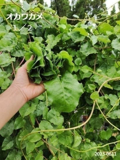 ミニトマトが収穫できる状態の横に子供が一人