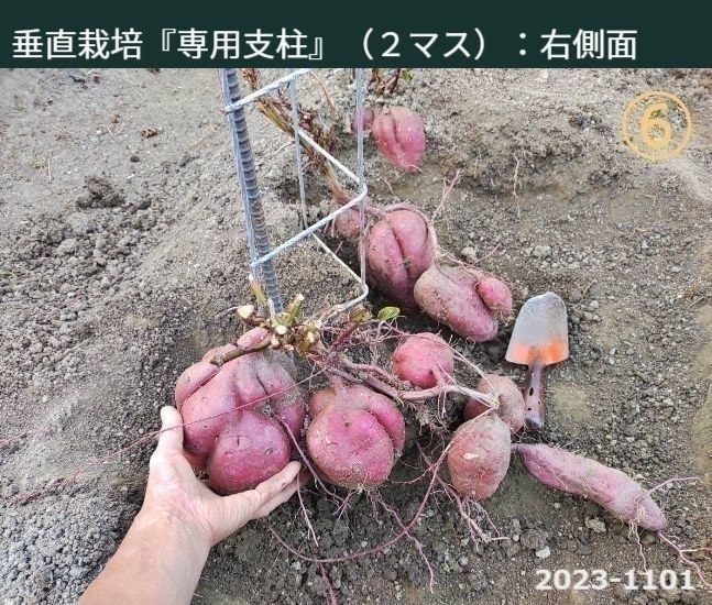垂直栽培『専用支柱』（２マス）：右側面　※こちらの写真もさつまいもが土の中に埋まっている状態ですが、男性の左手が大きなさつまいもを一個握っていることで、さつまいもすべてが大きいと理解できます。