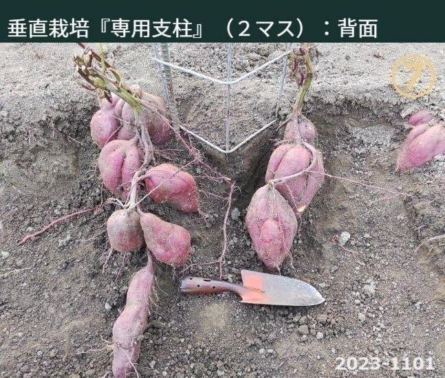 垂直栽培『専用支柱』（２マス）：背面　※こちらの写真もさつまいもが土の中に埋まっている状態ですが背面からの撮影です。さつまいもが『専用支柱』の背面側の左右それぞれに育っていたことが理解できます。