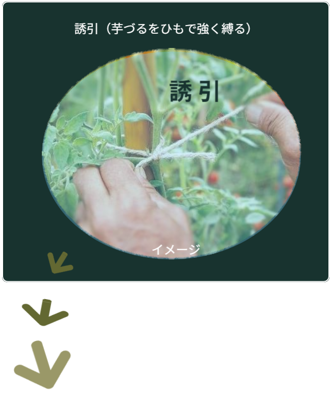 園芸用支柱に誘引している状態