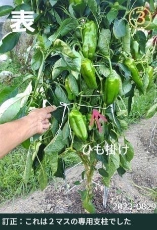 ピーマンが沢山収穫できている状態（専用支柱の表側）