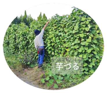 芋づる「すいおう」のイメージ写真