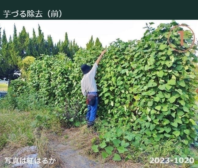 芋づる除去（前）※写真にはさつまいも垂直栽培「専用支柱」を使った芋づるの垂直栽培中とその前に立っている男性が写っています。男性が小さく見えるさつまいもを使ったグリーンカーテン（芋づる）の迫力を感じていただけます。