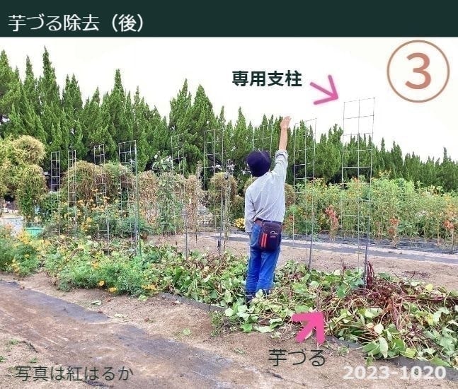 芋づる除去（後）※写真にはすべての芋づるが支柱の下に取り除かれた支柱とその前に立っている男性が写っています。グリーンカーテンがすべてなくなったことでグリーンカーテン（芋づる）の効果が良く理解できる写真です。
