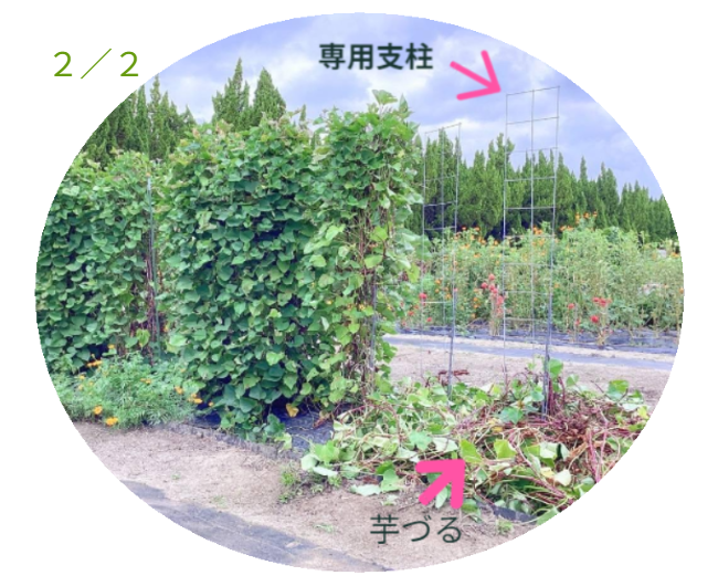 また、グリーンカーテンとして「おうちの省エネ対策」にも利用できます！「葉野菜」が必要となればグリーンカーテンを間引くことになります。※写真にはさつまいも垂直栽培「専用支柱」を使った芋づるの垂直栽培と男性を正面から見た状態が写っています。