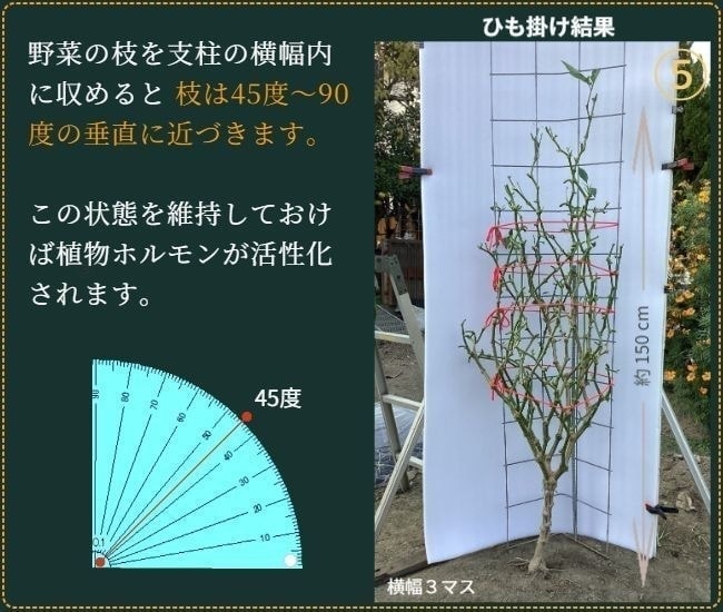 ヒモ掛けが済んだピーマンの葉を除去した状態（正面から）