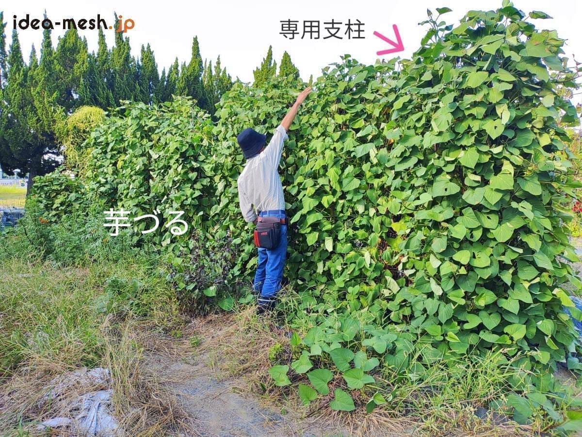 ※写真にはさつまいも垂直栽培『専用支柱』を使った芋づるの垂直栽培と男性を正面から見た状態が写っている。芋づるを垂直栽培した場合のグリーンカーテンとして役立つことが良く理解できる。