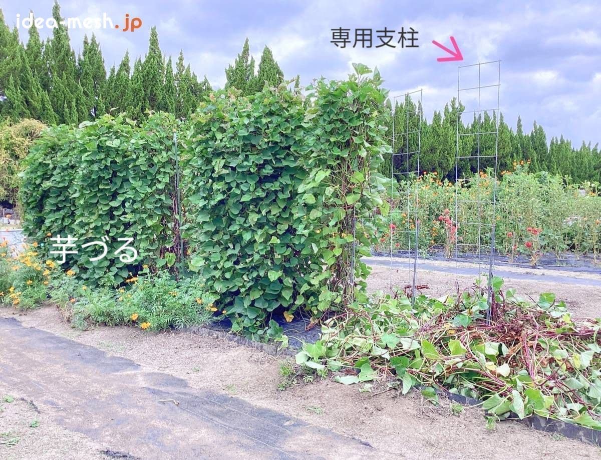 ※写真は垂直栽培『専用支柱』で育ったさつまいもの芋づるが有るものと無いものが混在している状態。芋づる垂直栽培で芋づるの撤去前後の状態が良く理解できる写真