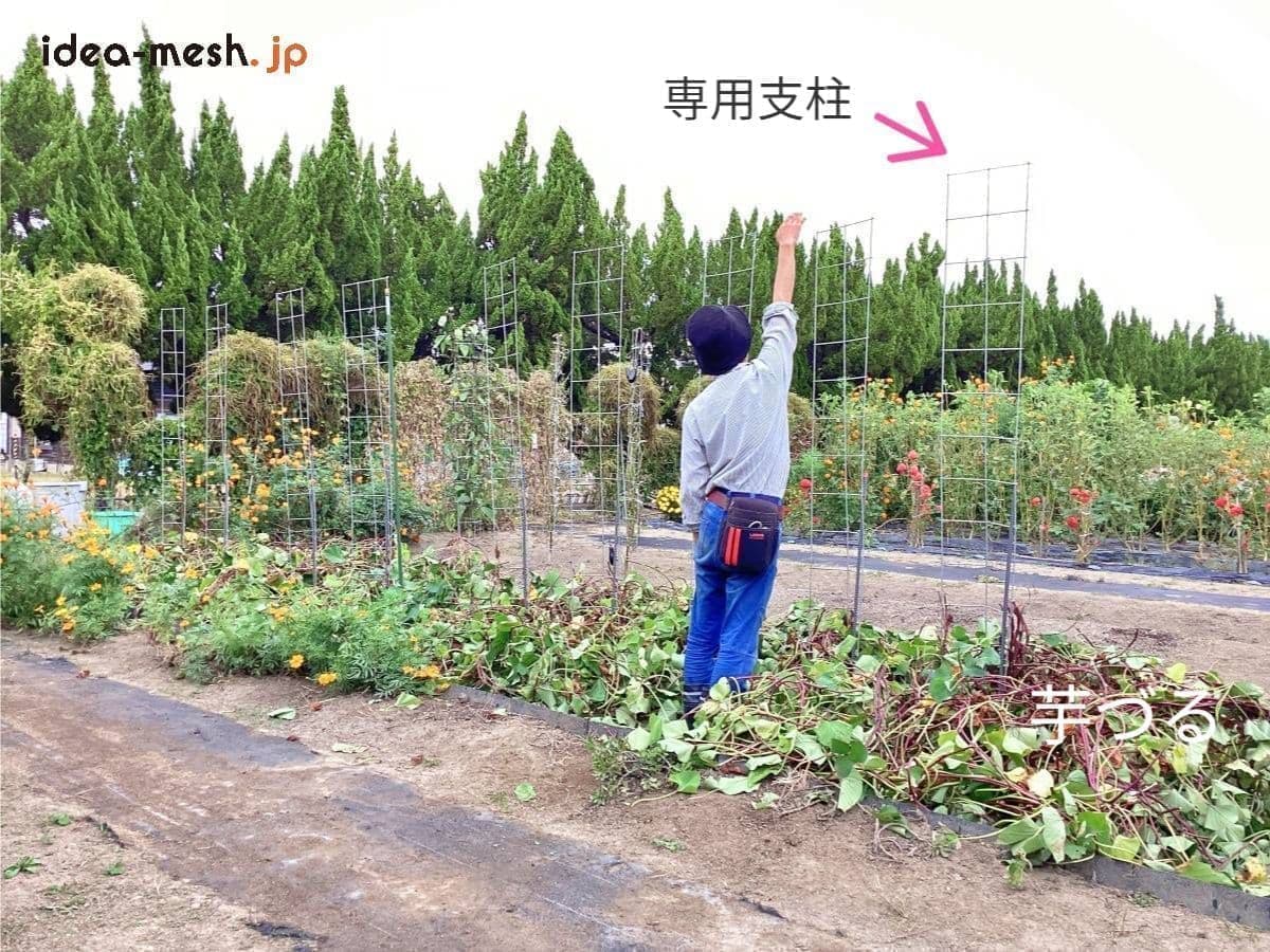 ※写真は垂直栽培『専用支柱』で育ったさつまいもの芋づるが無くなった前に男性が立っている状態