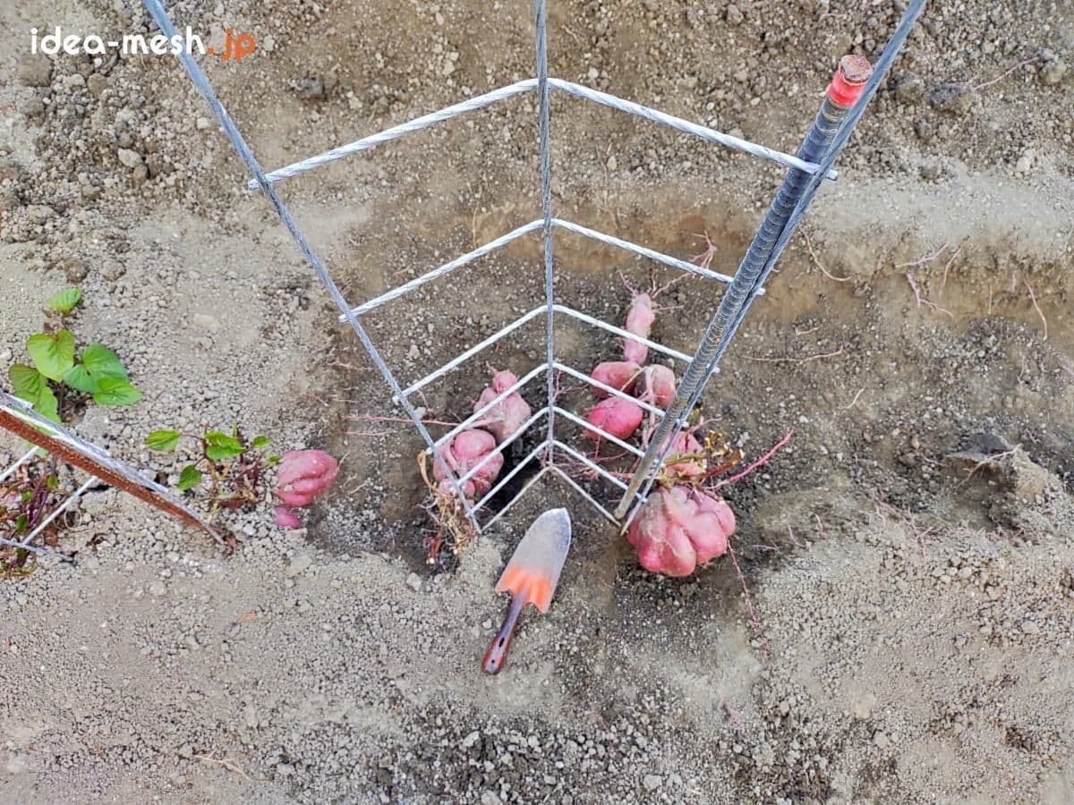 ※写真は専用支柱を手前上から見た状態（さつまいもを収穫中）