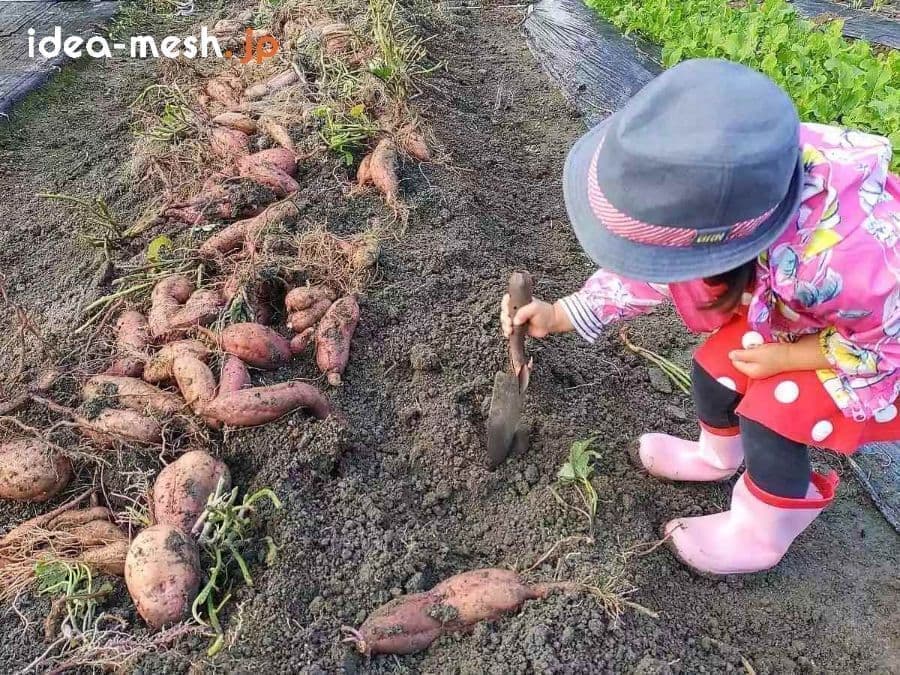 ※写真は子供がさつまいもを収穫中