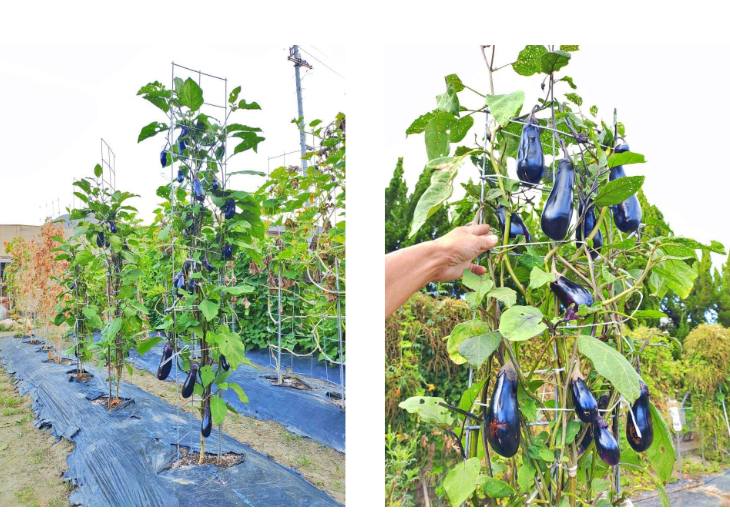 「バラ用支柱」のコンセプト画像。「目線の高さで楽しめる垂直栽培の魅力」。高さ200cmの支柱が、花や緑を人の視界レベル（アイレベル）まで持ち上げ、美しい景観を作ると同時に、外部からの視線を自然に遮る「見せないガード」としての機能を示唆。 / Concept text: "Charm of Vertical Cultivation enjoyed at Eye Level." Indicates that the 200cm trellis lifts plants to human height, creating a beautiful floral landscape that also serves as a natural privacy shield against outside eyes.