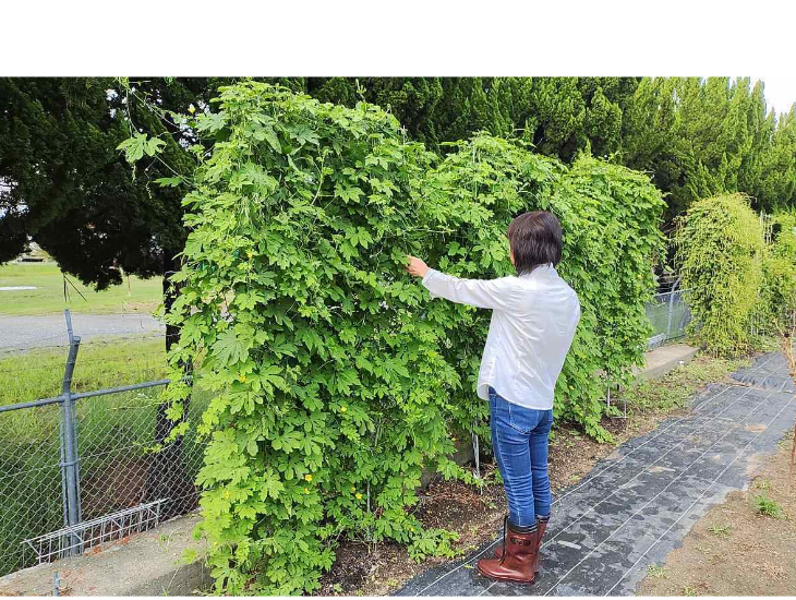 「バラ用支柱」のコンセプト画像。「目線の高さで楽しめる垂直栽培の魅力」。高さ200cmの支柱が、花や緑を人の視界レベル（アイレベル）まで持ち上げ、美しい景観を作ると同時に、外部からの視線を自然に遮る「見せないガード」としての機能を示唆。 / Concept text: "Charm of Vertical Cultivation enjoyed at Eye Level." Indicates that the 200cm trellis lifts plants to human height, creating a beautiful floral landscape that also serves as a natural privacy shield against outside eyes.