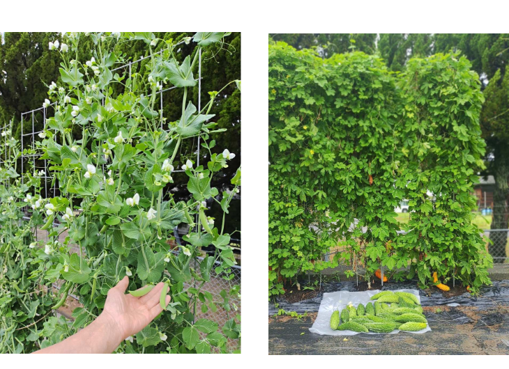 「バラ用支柱」のコンセプト画像。「目線の高さで楽しめる垂直栽培の魅力」。高さ200cmの支柱が、花や緑を人の視界レベル（アイレベル）まで持ち上げ、美しい景観を作ると同時に、外部からの視線を自然に遮る「見せないガード」としての機能を示唆。 / Concept text: "Charm of Vertical Cultivation enjoyed at Eye Level." Indicates that the 200cm trellis lifts plants to human height, creating a beautiful floral landscape that also serves as a natural privacy shield against outside eyes.