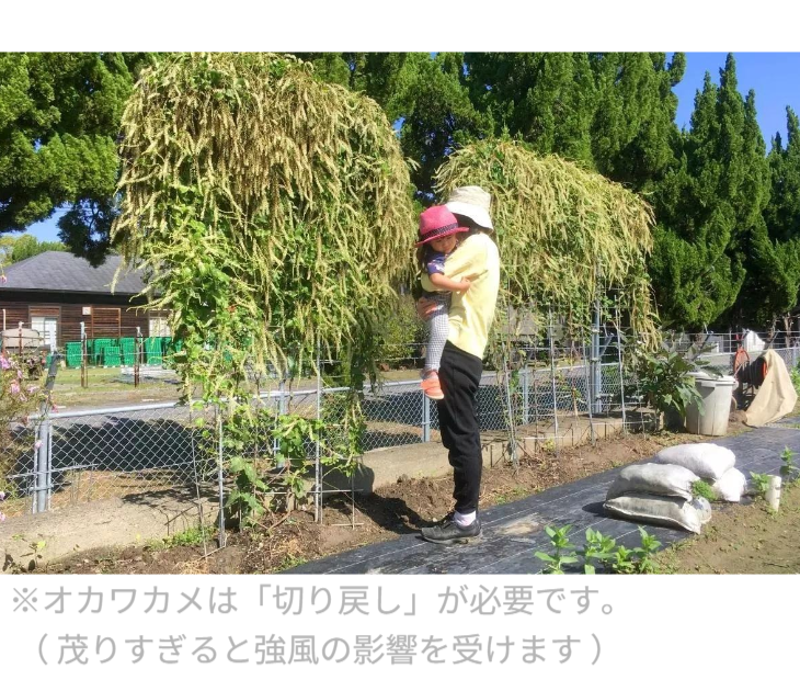 「バラ用支柱」のコンセプト画像。「目線の高さで楽しめる垂直栽培の魅力」。高さ200cmの支柱が、花や緑を人の視界レベル（アイレベル）まで持ち上げ、美しい景観を作ると同時に、外部からの視線を自然に遮る「見せないガード」としての機能を示唆。 / Concept text: "Charm of Vertical Cultivation enjoyed at Eye Level." Indicates that the 200cm trellis lifts plants to human height, creating a beautiful floral landscape that also serves as a natural privacy shield against outside eyes.