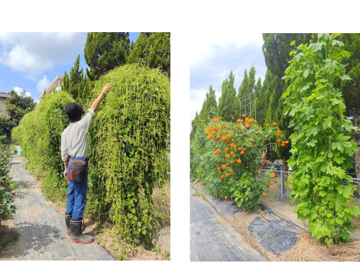 「バラ用支柱」のコンセプト画像。「目線の高さで楽しめる垂直栽培の魅力」。高さ200cmの支柱が、花や緑を人の視界レベル（アイレベル）まで持ち上げ、美しい景観を作ると同時に、外部からの視線を自然に遮る「見せないガード」としての機能を示唆。 / Concept text: "Charm of Vertical Cultivation enjoyed at Eye Level." Indicates that the 200cm trellis lifts plants to human height, creating a beautiful floral landscape that also serves as a natural privacy shield against outside eyes.