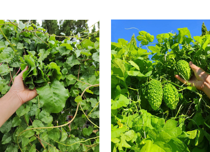 「バラ用支柱」のコンセプト画像。「目線の高さで楽しめる垂直栽培の魅力」。高さ200cmの支柱が、花や緑を人の視界レベル（アイレベル）まで持ち上げ、美しい景観を作ると同時に、外部からの視線を自然に遮る「見せないガード」としての機能を示唆。 / Concept text: "Charm of Vertical Cultivation enjoyed at Eye Level." Indicates that the 200cm trellis lifts plants to human height, creating a beautiful floral landscape that also serves as a natural privacy shield against outside eyes.