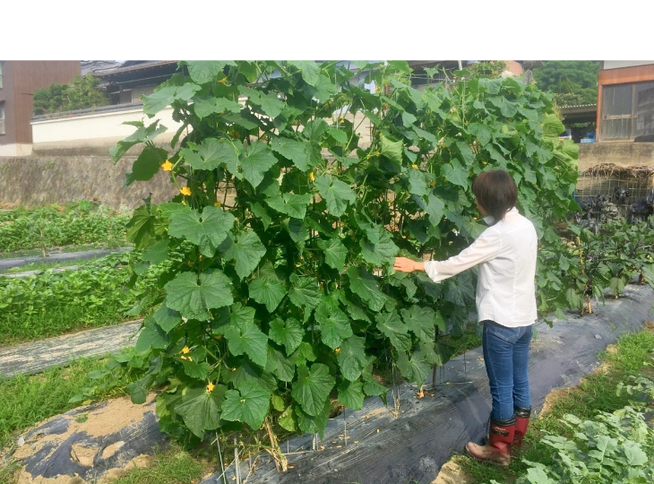 「バラ用支柱」のコンセプト画像。「目線の高さで楽しめる垂直栽培の魅力」。高さ200cmの支柱が、花や緑を人の視界レベル（アイレベル）まで持ち上げ、美しい景観を作ると同時に、外部からの視線を自然に遮る「見せないガード」としての機能を示唆。 / Concept text: "Charm of Vertical Cultivation enjoyed at Eye Level." Indicates that the 200cm trellis lifts plants to human height, creating a beautiful floral landscape that also serves as a natural privacy shield against outside eyes.