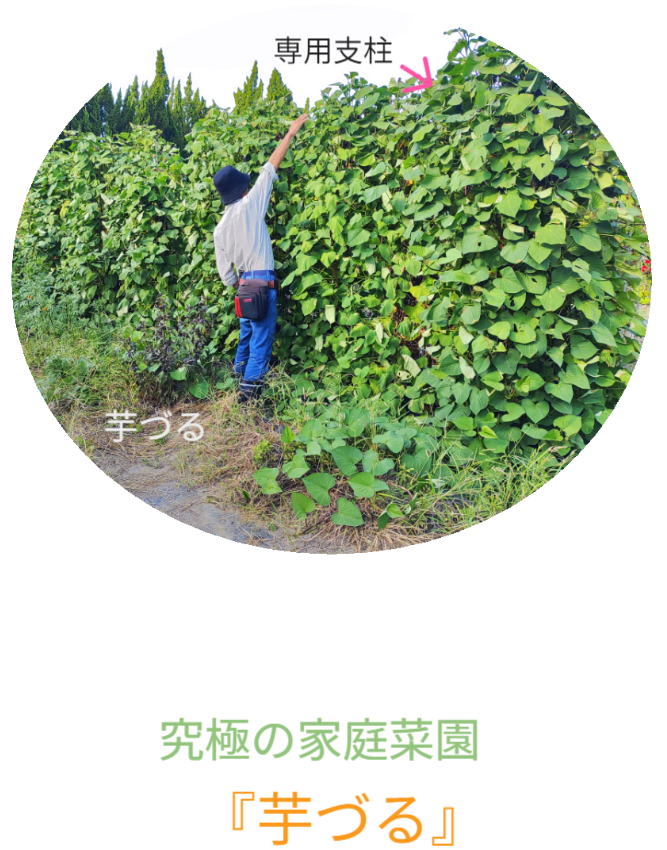 さつまいもの垂直栽培（2/2）。ツルを除去し、骨格となる「専用支柱」を露出させたレントゲン写真のような構図。植物の中に隠された、堅牢なメッシュ構造を可視化。 / Vertical Sweet Potato Cultivation (2/2). Image revealing the bare "Specialized Trellis" skeleton after vine removal, exposing the hidden sturdy mesh structure like an X-ray.
