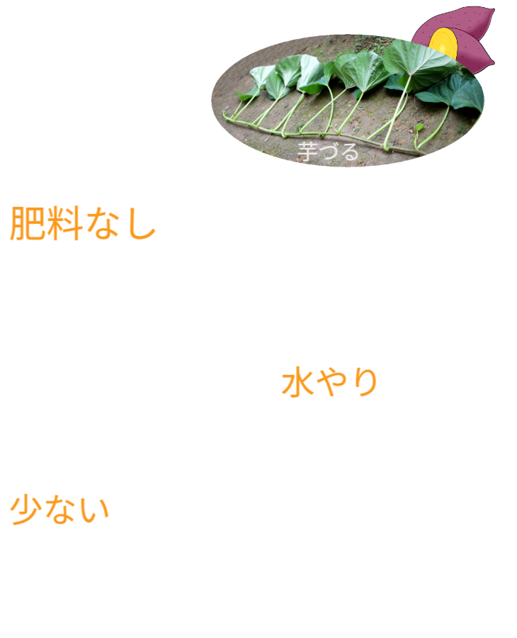 さつまいもの垂直栽培（2/2）。ツルを除去し、骨格となる「専用支柱」を露出させたレントゲン写真のような構図。植物の中に隠された、堅牢なメッシュ構造を可視化。 / Vertical Sweet Potato Cultivation (2/2). Image revealing the bare "Specialized Trellis" skeleton after vine removal, exposing the hidden sturdy mesh structure like an X-ray.