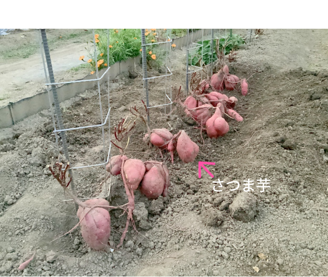 人の背丈を超える高さまで成長したマリーゴールドの垂直栽培実例。一般的な園芸支柱では支えきれないボリュームを、高さ200cmのバラ用支柱が堅牢に保持。「目線の高さで楽しめる」という魅力に加え、敷地境界における自然な目隠し効果も発揮。 / Vertical cultivation of Marigolds growing taller than a person. The 200cm Rose Trellis firmly supports the heavy volume that ordinary poles cannot. Creates a beautiful "flower wall" that functions as a natural privacy screen.