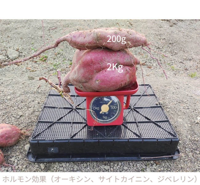 人の背丈を超える高さまで成長したマリーゴールドの垂直栽培実例。一般的な園芸支柱では支えきれないボリュームを、高さ200cmのバラ用支柱が堅牢に保持。「目線の高さで楽しめる」という魅力に加え、敷地境界における自然な目隠し効果も発揮。 / Vertical cultivation of Marigolds growing taller than a person. The 200cm Rose Trellis firmly supports the heavy volume that ordinary poles cannot. Creates a beautiful "flower wall" that functions as a natural privacy screen.