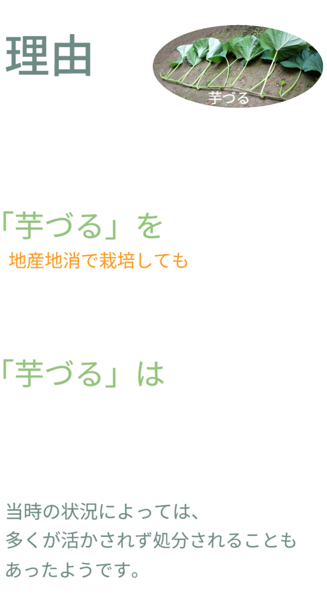 理由としては、「芋づる」は鮮度が求められる「葉野菜」だからです。また「芋づる」を地産地消で栽培しても、収穫、出荷配送で大変なコストが必要で鮮度も落ちます。「芋づる」はおうちや近くでさつまいもを栽培している方のみ活用できました。