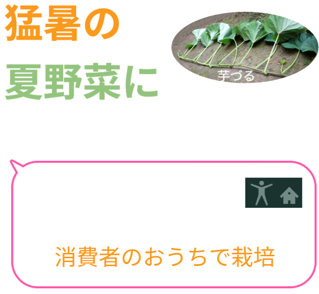 夏の葉野菜に「芋づる」活用するには、芋づるを市場に乗せないで消費者のおうちで栽培＆欠かせないものが「垂直栽培」です。 ※園芸用支柱（ダイソー）を使った使用例は後半です