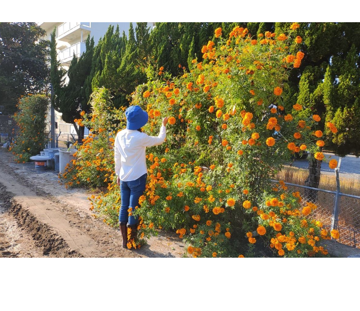 「バラ用支柱」のコンセプト画像。「目線の高さで楽しめる垂直栽培の魅力」。高さ200cmの支柱が、花や緑を人の視界レベル（アイレベル）まで持ち上げ、美しい景観を作ると同時に、外部からの視線を自然に遮る「見せないガード」としての機能を示唆。 / Concept text: "Charm of Vertical Cultivation enjoyed at Eye Level." Indicates that the 200cm trellis lifts plants to human height, creating a beautiful floral landscape that also serves as a natural privacy shield against outside eyes.