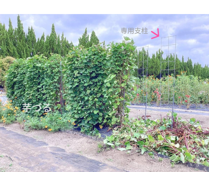 「バラ用支柱」のコンセプト画像。「目線の高さで楽しめる垂直栽培の魅力」。高さ200cmの支柱が、花や緑を人の視界レベル（アイレベル）まで持ち上げ、美しい景観を作ると同時に、外部からの視線を自然に遮る「見せないガード」としての機能を示唆。 / Concept text: "Charm of Vertical Cultivation enjoyed at Eye Level." Indicates that the 200cm trellis lifts plants to human height, creating a beautiful floral landscape that also serves as a natural privacy shield against outside eyes.