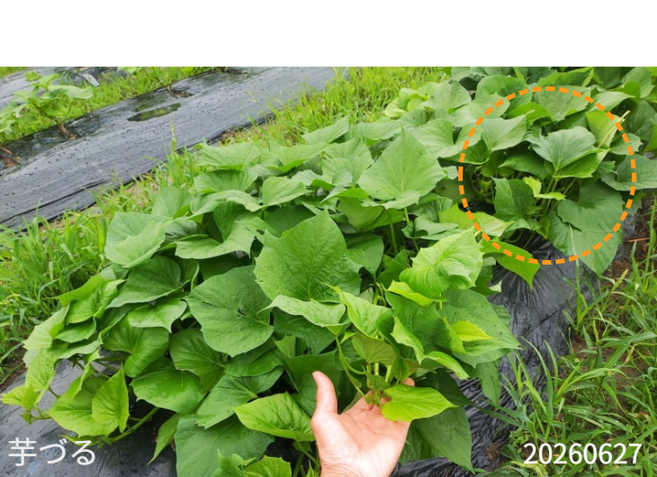 「バラ用支柱」のコンセプト画像。「目線の高さで楽しめる垂直栽培の魅力」。高さ200cmの支柱が、花や緑を人の視界レベル（アイレベル）まで持ち上げ、美しい景観を作ると同時に、外部からの視線を自然に遮る「見せないガード」としての機能を示唆。 / Concept text: "Charm of Vertical Cultivation enjoyed at Eye Level." Indicates that the 200cm trellis lifts plants to human height, creating a beautiful floral landscape that also serves as a natural privacy shield against outside eyes.