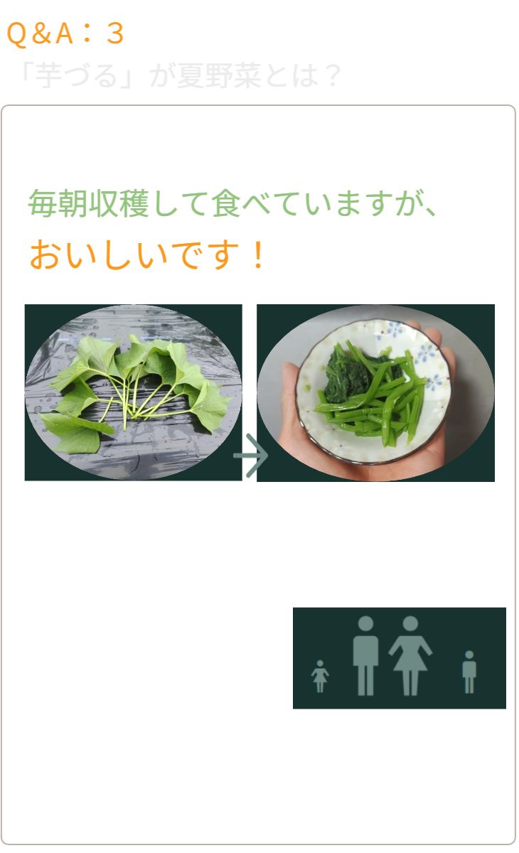 人の背丈を超える高さまで成長したマリーゴールドの垂直栽培実例。一般的な園芸支柱では支えきれないボリュームを、高さ200cmのバラ用支柱が堅牢に保持。「目線の高さで楽しめる」という魅力に加え、敷地境界における自然な目隠し効果も発揮。 / Vertical cultivation of Marigolds growing taller than a person. The 200cm Rose Trellis firmly supports the heavy volume that ordinary poles cannot. Creates a beautiful "flower wall" that functions as a natural privacy screen.