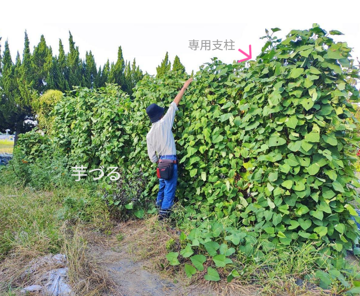 「バラ用支柱」のコンセプト画像。「目線の高さで楽しめる垂直栽培の魅力」。高さ200cmの支柱が、花や緑を人の視界レベル（アイレベル）まで持ち上げ、美しい景観を作ると同時に、外部からの視線を自然に遮る「見せないガード」としての機能を示唆。 / Concept text: "Charm of Vertical Cultivation enjoyed at Eye Level." Indicates that the 200cm trellis lifts plants to human height, creating a beautiful floral landscape that also serves as a natural privacy shield against outside eyes.
