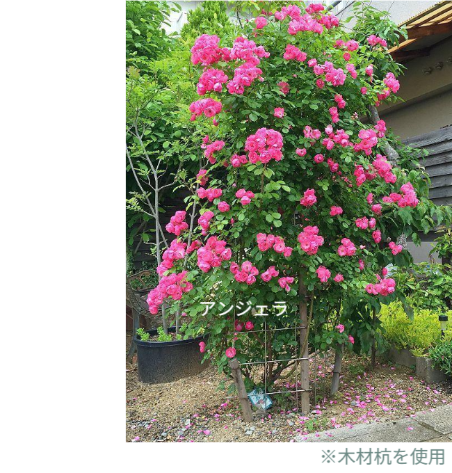 バラアーチの設置事例。しかし、これは単なる園芸の紹介ではありません。地上200cmの「バラ用支柱」で、犯罪の少ない安心な暮らしを構築する「シンプルでもオンリーワン」の提言です。かつて世界に誇る治安を支えていた日本の先人の知恵「壁に耳あり障子に目あり」を現代に蘇らせ、心理的抑止力で社会を守る「アイデアメッシュ」の新たな挑戦を、ここから世界へ発信します。 / Installation example of a Rose Arch (A-01). However, this is not just about gardening. It is a proposal from Japan to build a safe society using the 200cm "Rose Trellis." We introduce Idea Mesh's challenge to revive the traditional Japanese wisdom of "Walls have ears" (sense of being watched) through modern design, creating psychological deterrence to prevent crime.