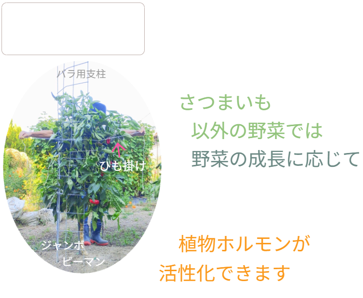 「バラ用支柱」のコンセプト画像。「目線の高さで楽しめる垂直栽培の魅力」。高さ200cmの支柱が、花や緑を人の視界レベル（アイレベル）まで持ち上げ、美しい景観を作ると同時に、外部からの視線を自然に遮る「見せないガード」としての機能を示唆。 / Concept text: "Charm of Vertical Cultivation enjoyed at Eye Level." Indicates that the 200cm trellis lifts plants to human height, creating a beautiful floral landscape that also serves as a natural privacy shield against outside eyes.
