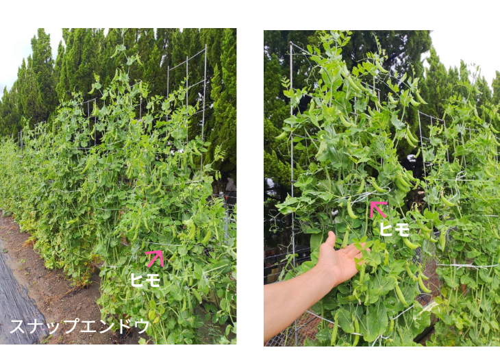 「バラ用支柱」のコンセプト画像。「目線の高さで楽しめる垂直栽培の魅力」。高さ200cmの支柱が、花や緑を人の視界レベル（アイレベル）まで持ち上げ、美しい景観を作ると同時に、外部からの視線を自然に遮る「見せないガード」としての機能を示唆。 / Concept text: "Charm of Vertical Cultivation enjoyed at Eye Level." Indicates that the 200cm trellis lifts plants to human height, creating a beautiful floral landscape that also serves as a natural privacy shield against outside eyes.