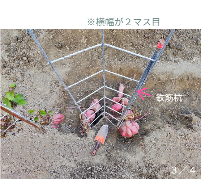 人の背丈を超える高さまで成長したマリーゴールドの垂直栽培実例。一般的な園芸支柱では支えきれないボリュームを、高さ200cmのバラ用支柱が堅牢に保持。「目線の高さで楽しめる」という魅力に加え、敷地境界における自然な目隠し効果も発揮。 / Vertical cultivation of Marigolds growing taller than a person. The 200cm Rose Trellis firmly supports the heavy volume that ordinary poles cannot. Creates a beautiful "flower wall" that functions as a natural privacy screen.