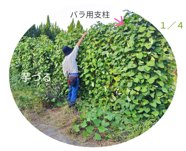 さつまいもの垂直栽培（2/2）。ツルを除去し、骨格となる「専用支柱」を露出させたレントゲン写真のような構図。植物の中に隠された、堅牢なメッシュ構造を可視化。 / Vertical Sweet Potato Cultivation (2/2). Image revealing the bare "Specialized Trellis" skeleton after vine removal, exposing the hidden sturdy mesh structure like an X-ray.