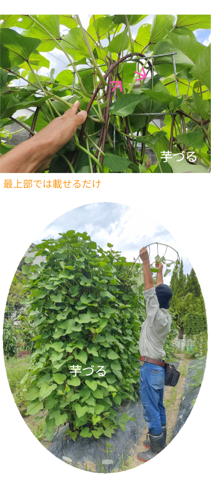 「バラ用支柱」のコンセプト画像。「目線の高さで楽しめる垂直栽培の魅力」。高さ200cmの支柱が、花や緑を人の視界レベル（アイレベル）まで持ち上げ、美しい景観を作ると同時に、外部からの視線を自然に遮る「見せないガード」としての機能を示唆。 / Concept text: "Charm of Vertical Cultivation enjoyed at Eye Level." Indicates that the 200cm trellis lifts plants to human height, creating a beautiful floral landscape that also serves as a natural privacy shield against outside eyes.