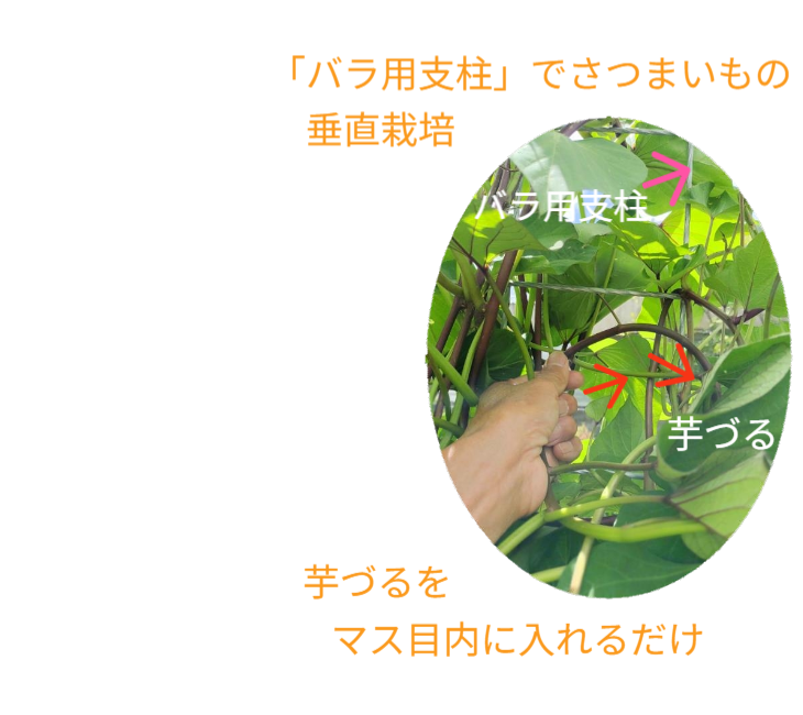 「バラ用支柱」のコンセプト画像。「目線の高さで楽しめる垂直栽培の魅力」。高さ200cmの支柱が、花や緑を人の視界レベル（アイレベル）まで持ち上げ、美しい景観を作ると同時に、外部からの視線を自然に遮る「見せないガード」としての機能を示唆。 / Concept text: "Charm of Vertical Cultivation enjoyed at Eye Level." Indicates that the 200cm trellis lifts plants to human height, creating a beautiful floral landscape that also serves as a natural privacy shield against outside eyes.