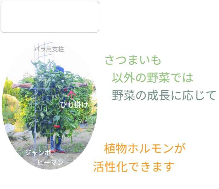 「バラ用支柱」のコンセプト画像。「目線の高さで楽しめる垂直栽培の魅力」。高さ200cmの支柱が、花や緑を人の視界レベル（アイレベル）まで持ち上げ、美しい景観を作ると同時に、外部からの視線を自然に遮る「見せないガード」としての機能を示唆。 / Concept text: "Charm of Vertical Cultivation enjoyed at Eye Level." Indicates that the 200cm trellis lifts plants to human height, creating a beautiful floral landscape that also serves as a natural privacy shield against outside eyes.