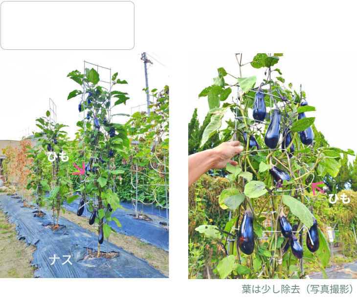 「バラ用支柱」のコンセプト画像。「目線の高さで楽しめる垂直栽培の魅力」。高さ200cmの支柱が、花や緑を人の視界レベル（アイレベル）まで持ち上げ、美しい景観を作ると同時に、外部からの視線を自然に遮る「見せないガード」としての機能を示唆。 / Concept text: "Charm of Vertical Cultivation enjoyed at Eye Level." Indicates that the 200cm trellis lifts plants to human height, creating a beautiful floral landscape that also serves as a natural privacy shield against outside eyes.