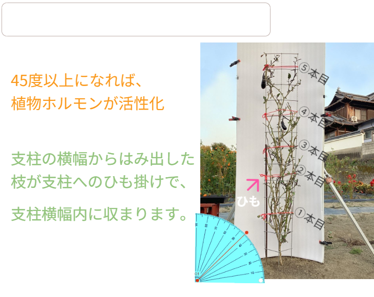 「バラ用支柱」のコンセプト画像。「目線の高さで楽しめる垂直栽培の魅力」。高さ200cmの支柱が、花や緑を人の視界レベル（アイレベル）まで持ち上げ、美しい景観を作ると同時に、外部からの視線を自然に遮る「見せないガード」としての機能を示唆。 / Concept text: "Charm of Vertical Cultivation enjoyed at Eye Level." Indicates that the 200cm trellis lifts plants to human height, creating a beautiful floral landscape that also serves as a natural privacy shield against outside eyes.