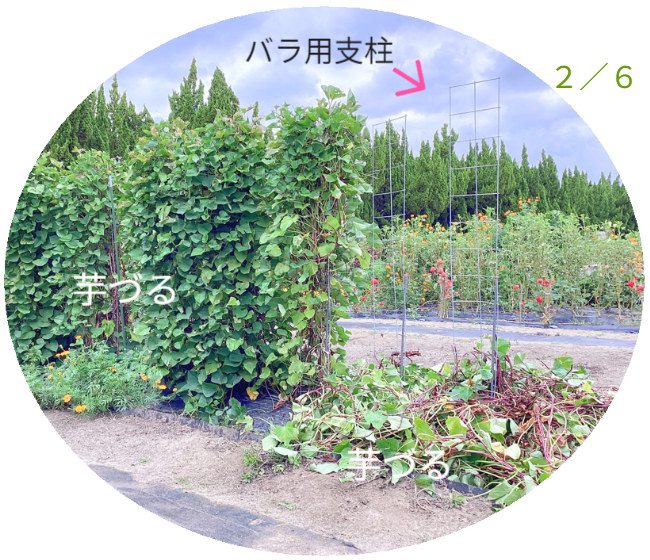 さつまいもの垂直栽培（2/2）。ツルを除去し、骨格となる「専用支柱」を露出させたレントゲン写真のような構図。植物の中に隠された、堅牢なメッシュ構造を可視化。 / Vertical Sweet Potato Cultivation (2/2). Image revealing the bare "Specialized Trellis" skeleton after vine removal, exposing the hidden sturdy mesh structure like an X-ray.