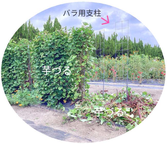 さつまいもの垂直栽培（2/2）。ツルを除去し、骨格となる「専用支柱」を露出させたレントゲン写真のような構図。植物の中に隠された、堅牢なメッシュ構造を可視化。 / Vertical Sweet Potato Cultivation (2/2). Image revealing the bare "Specialized Trellis" skeleton after vine removal, exposing the hidden sturdy mesh structure like an X-ray.