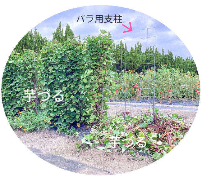 さつまいもの垂直栽培（2/2）。ツルを除去し、骨格となる「専用支柱」を露出させたレントゲン写真のような構図。植物の中に隠された、堅牢なメッシュ構造を可視化。 / Vertical Sweet Potato Cultivation (2/2). Image revealing the bare "Specialized Trellis" skeleton after vine removal, exposing the hidden sturdy mesh structure like an X-ray.