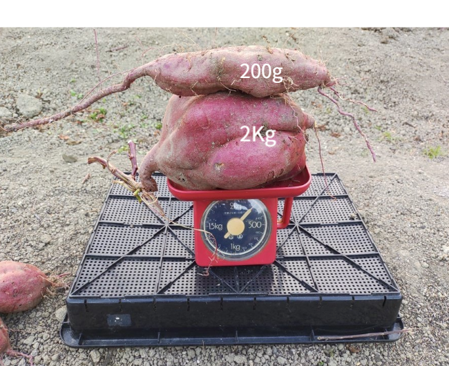 人の背丈を超える高さまで成長したマリーゴールドの垂直栽培実例。一般的な園芸支柱では支えきれないボリュームを、高さ200cmのバラ用支柱が堅牢に保持。「目線の高さで楽しめる」という魅力に加え、敷地境界における自然な目隠し効果も発揮。 / Vertical cultivation of Marigolds growing taller than a person. The 200cm Rose Trellis firmly supports the heavy volume that ordinary poles cannot. Creates a beautiful "flower wall" that functions as a natural privacy screen.