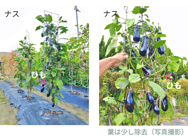 「バラ用支柱」のコンセプト画像。「目線の高さで楽しめる垂直栽培の魅力」。高さ200cmの支柱が、花や緑を人の視界レベル（アイレベル）まで持ち上げ、美しい景観を作ると同時に、外部からの視線を自然に遮る「見せないガード」としての機能を示唆。 / Concept text: "Charm of Vertical Cultivation enjoyed at Eye Level." Indicates that the 200cm trellis lifts plants to human height, creating a beautiful floral landscape that also serves as a natural privacy shield against outside eyes.